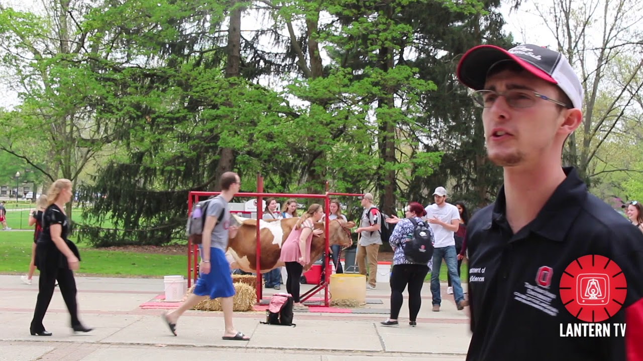 Buckeye Dairy Club Brings Cow to the Oval