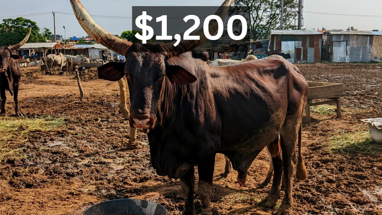 Northern Nigeria Biggest Cattle Market | Cow and Ram Market Abuja Nigeria