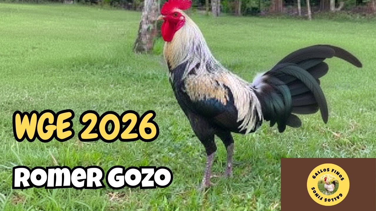 WGE 2026 | Romer Gozo | Patrick Belocura