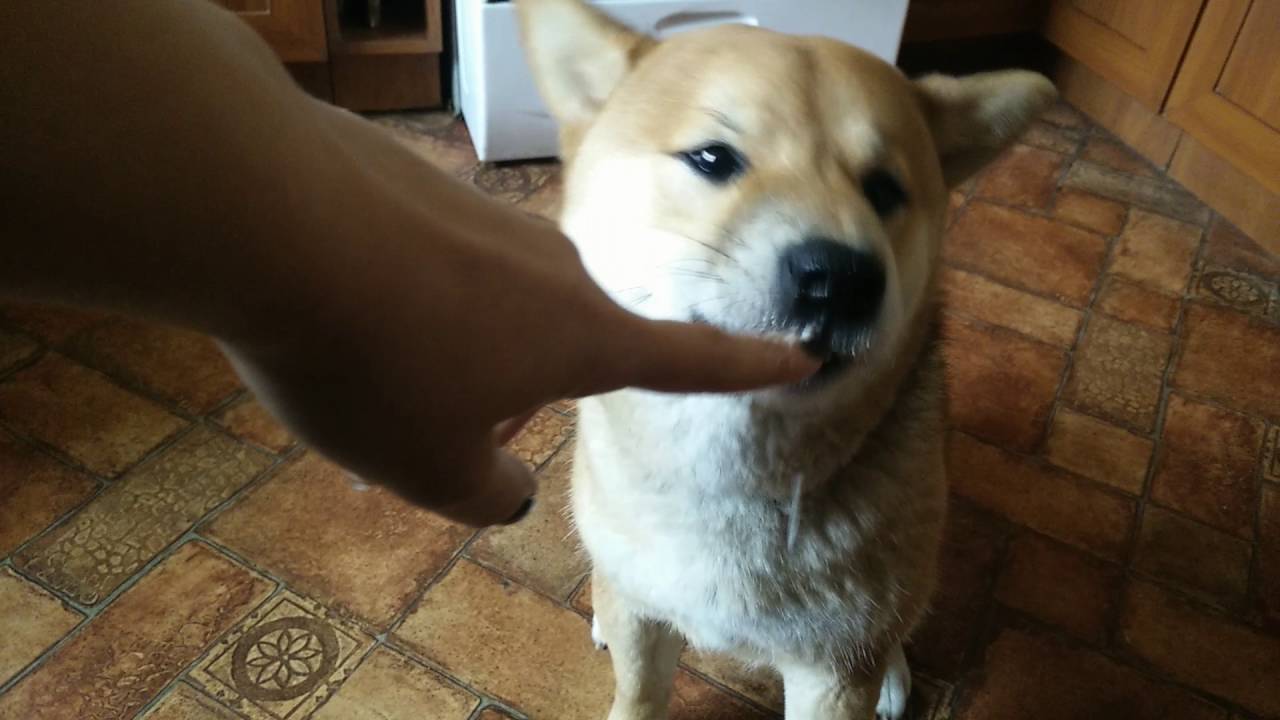 shiba inu Era eating cheese