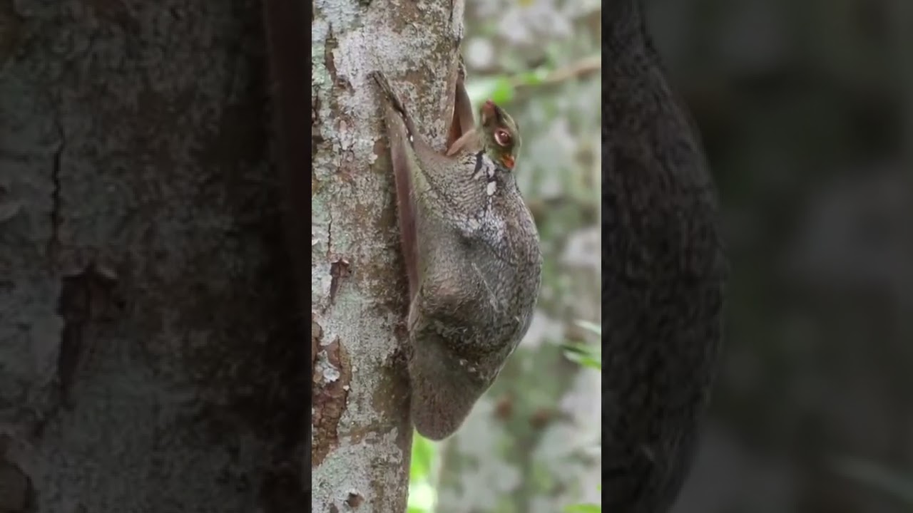 Lemur terbang adalah hewan nokturnal sejenis tupai yang terdapat di asia tenggara