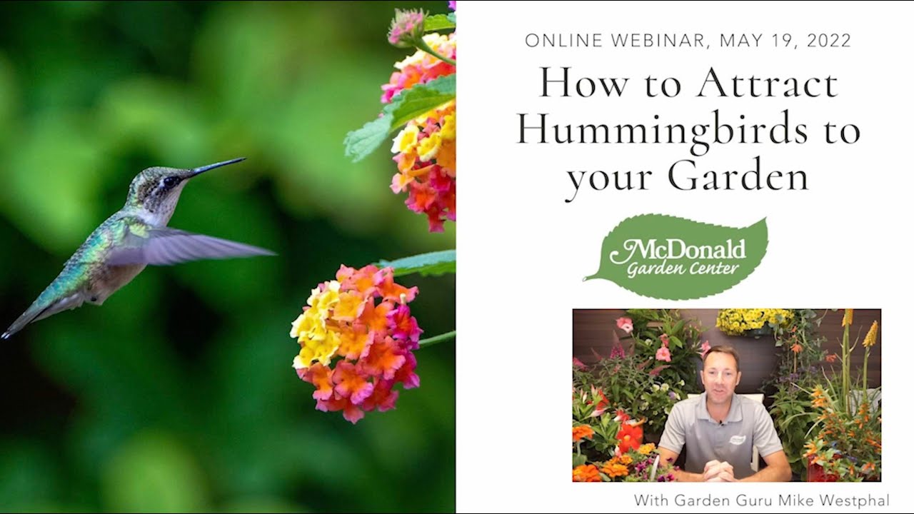How to Attract Hummingbirds to Your Garden
