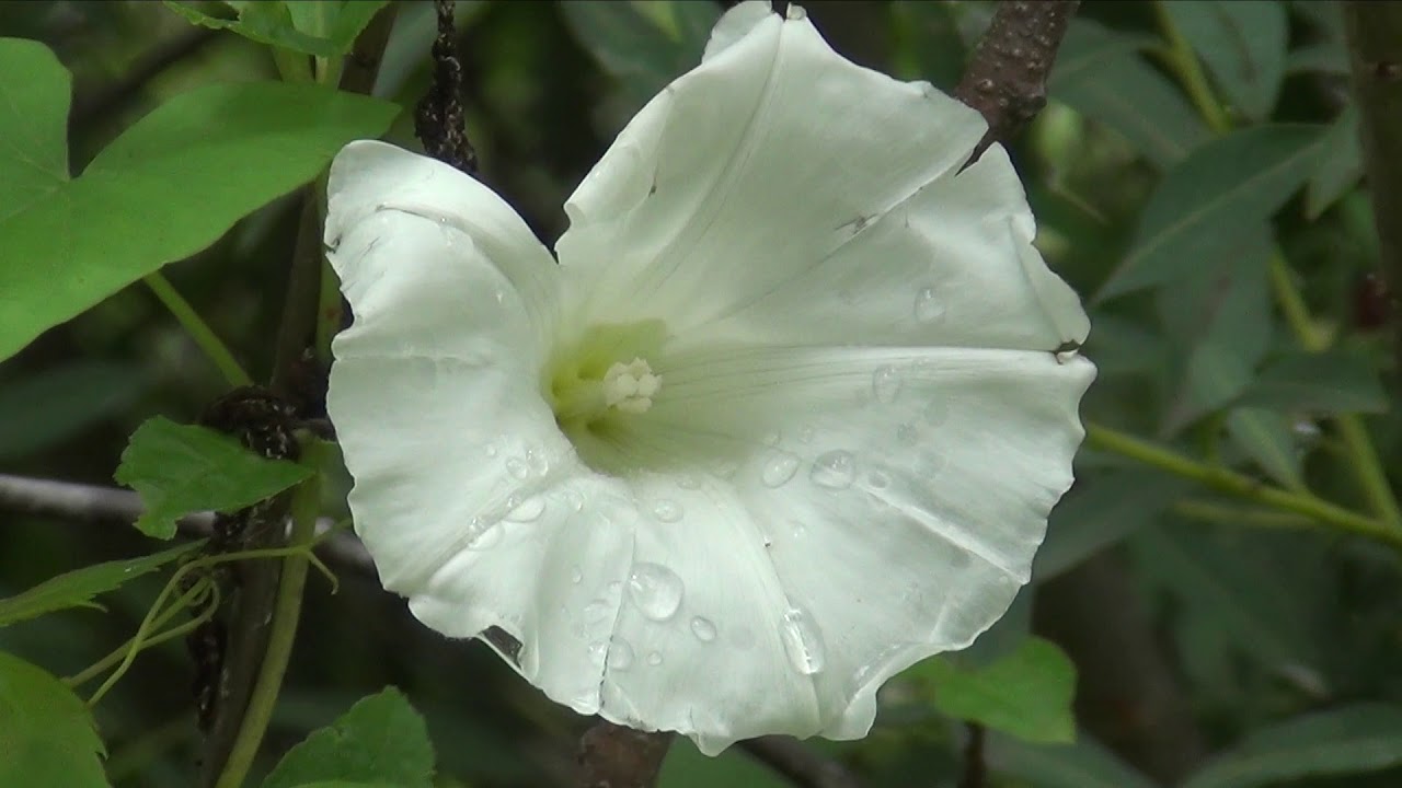 Kielisznik zaroślowy,   Calystegia sepium