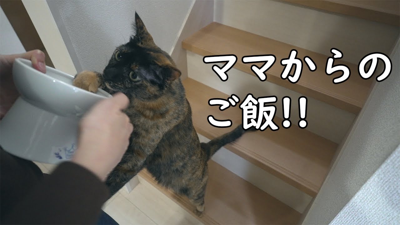 退院直後のママからもらう初めてのご飯時の猫達の反応