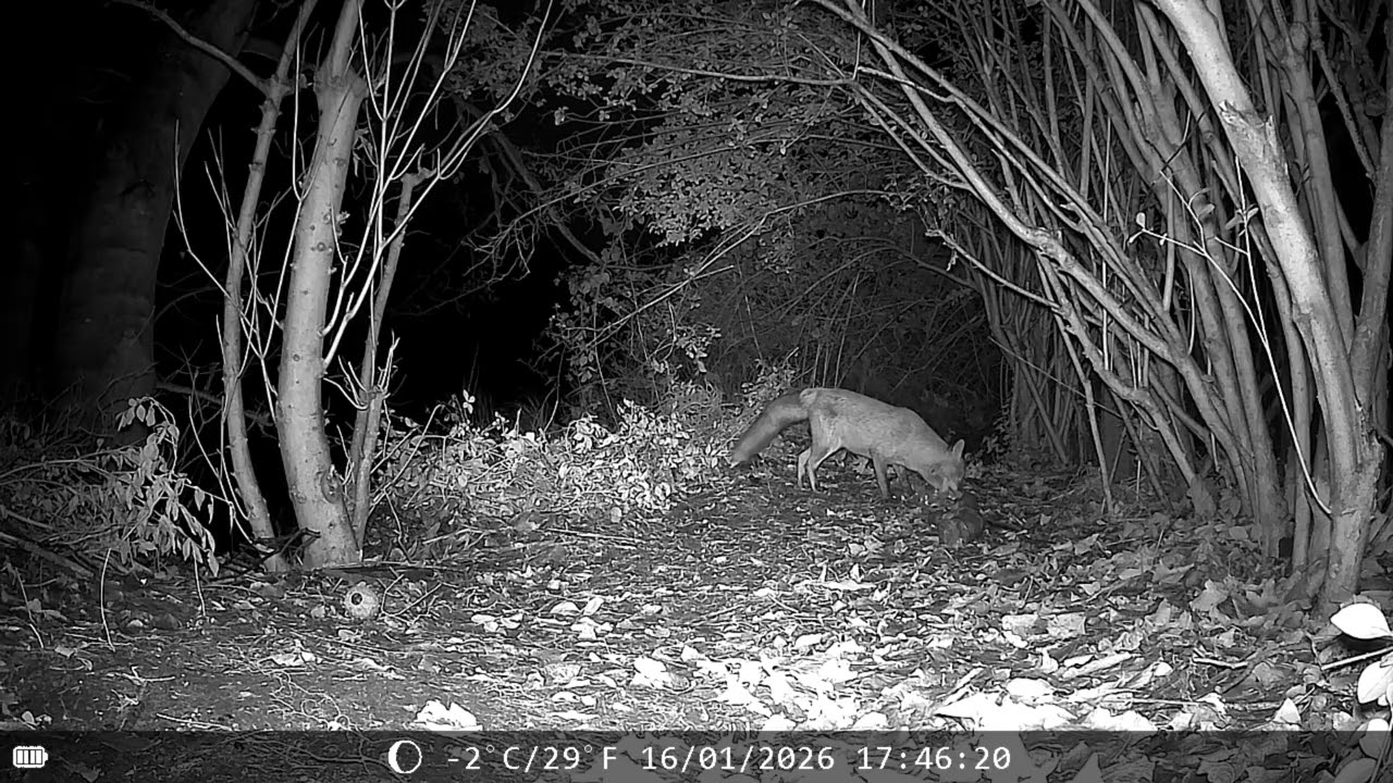 Fox & Badger visit, 16 January 2026