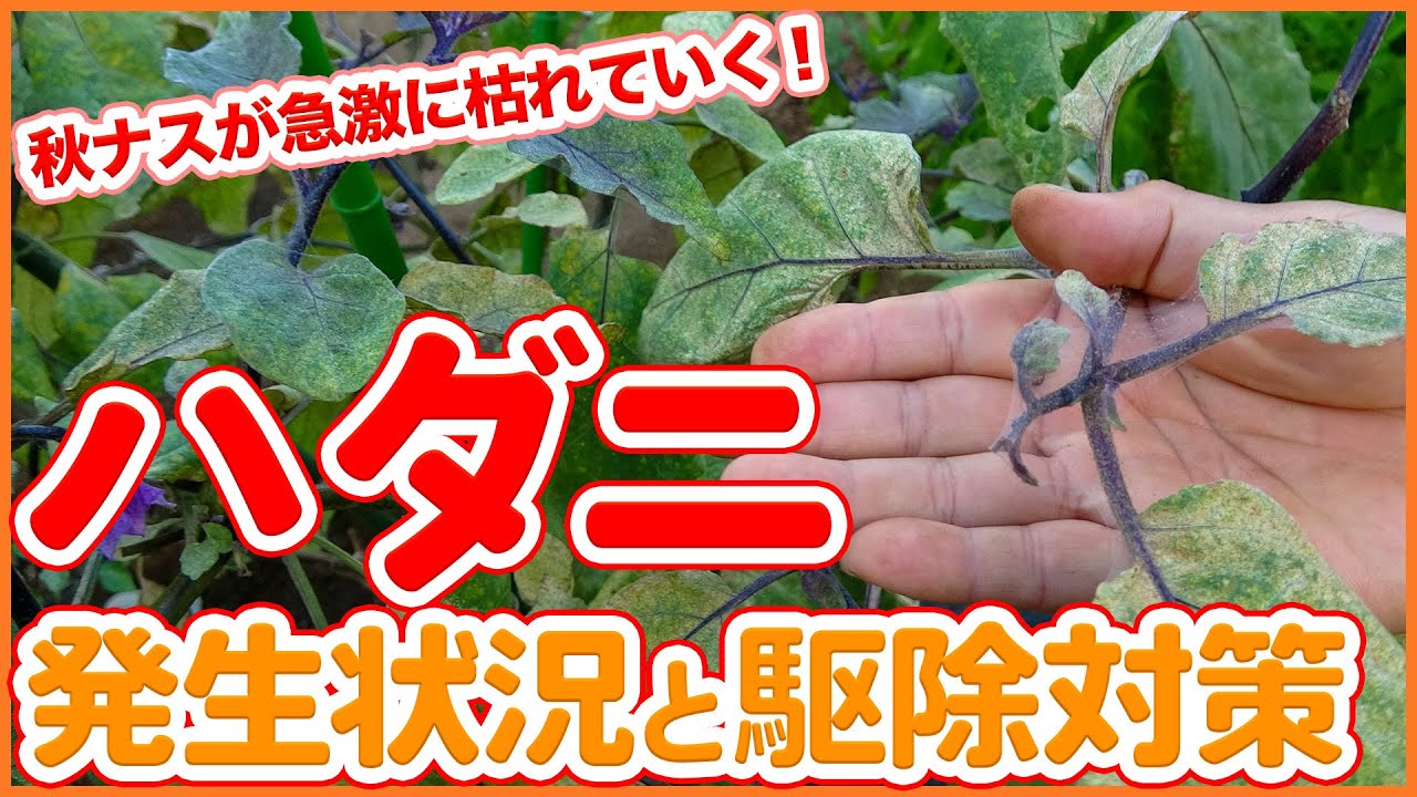 家庭菜園や農園の秋ナス栽培でハダニが大量発生！？野菜が枯れる前に予防と害虫対策を徹底解説！【農園ライフ】/Tips for dealing with spider mites on eggplants