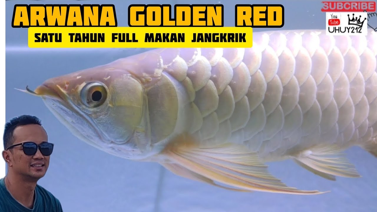 ARWANA GOLDEN RED SATU TAHUN FULL MAKAN JANGKRIK