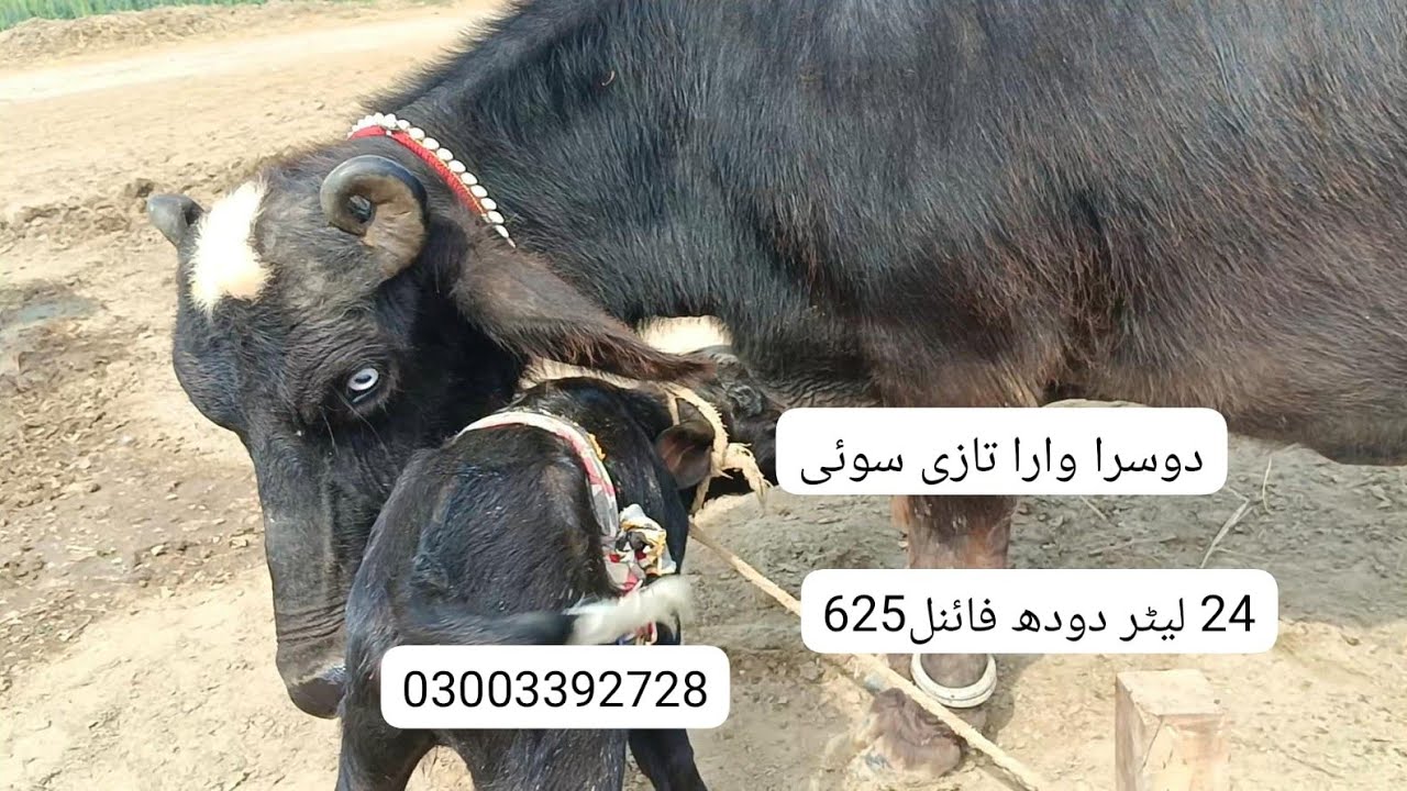 Watch pure neeli buffalo for sale in Punjab Pakistan on YouTube..03003392728