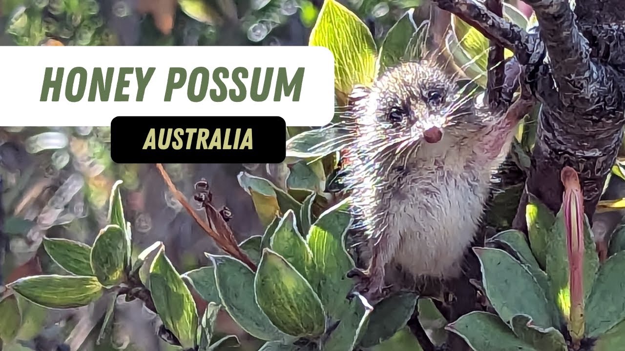 Noolbenger: A Tiny Cute Marsupial
