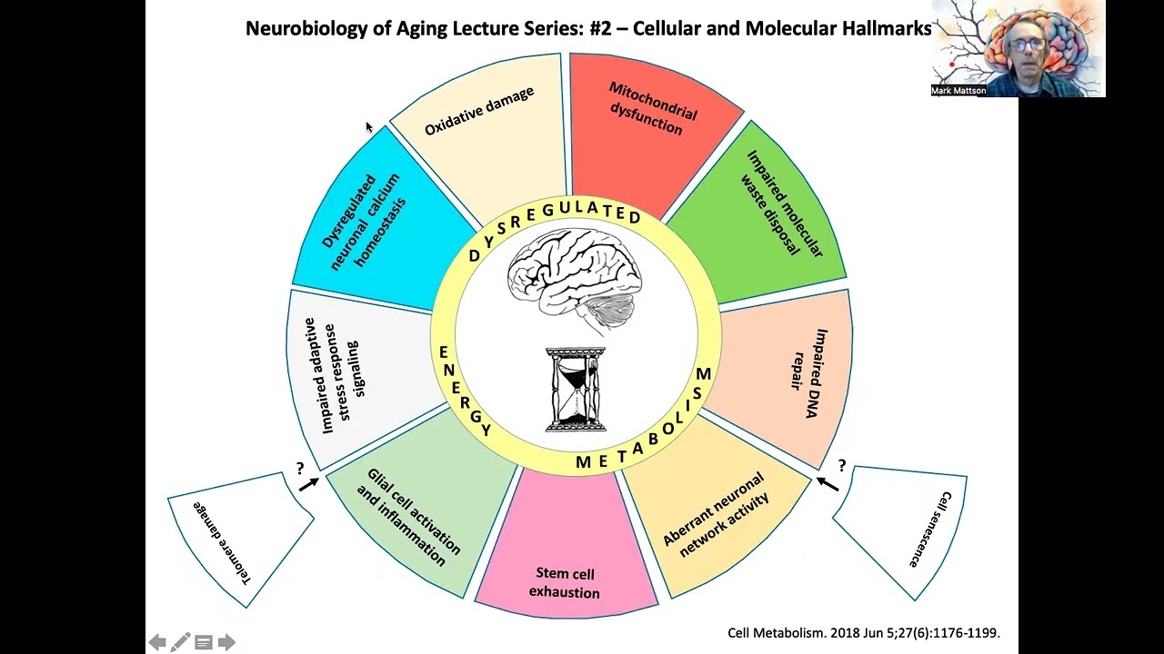 Neurobiology of Aging Lecture 2: Cellular and Molecular Hallmarks of Brain Aging