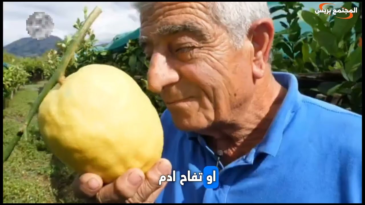 أغلى من الذهب عند اليهود.. الفاكهة المقدسة التي لا تنمو إلا في تارودانت!