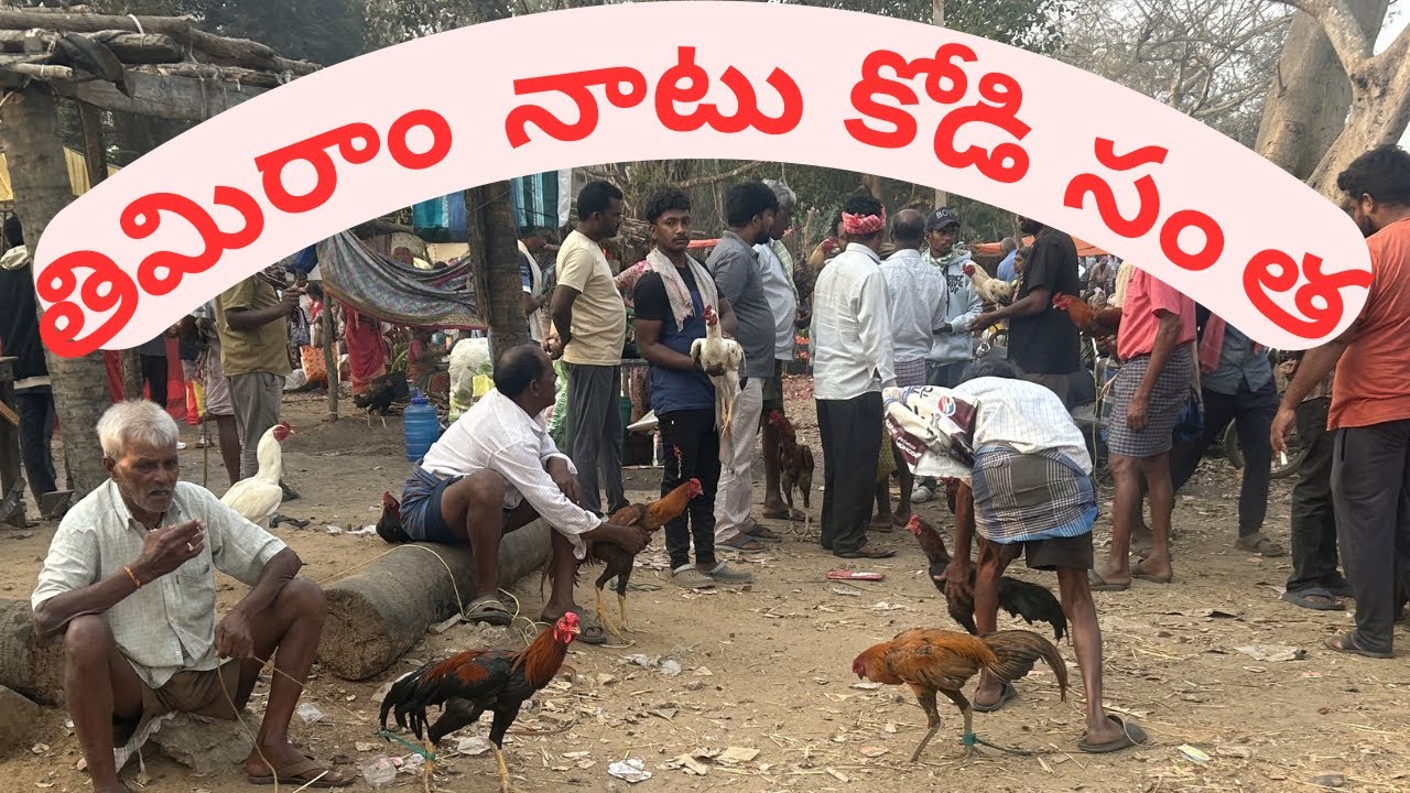 తిమిరాం నాటు కోడి సంత #henna #chicken #goat #cow #viral #mp 