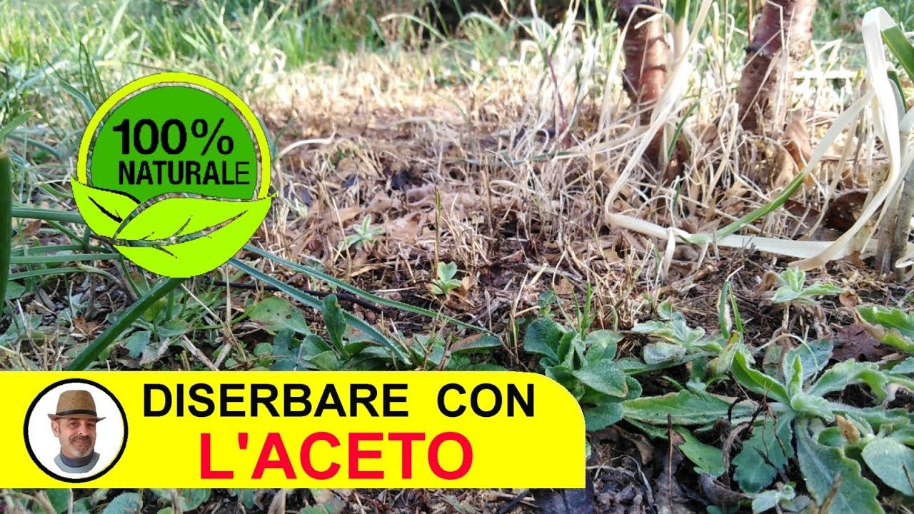 DISERBARE CON L'ACETO