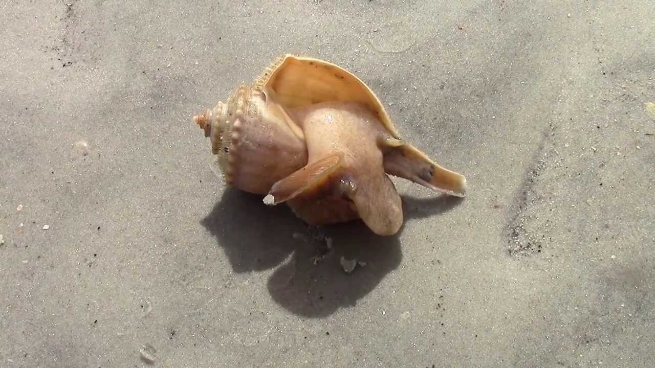 Busycotypus canaliculatus (Linnaeus, 1758) Channeled Whelk Snail