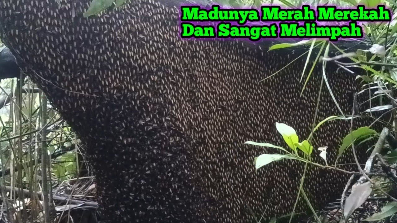 Lebah Yang Dipandan Hutan Madunya Paling Jempolan #bee #honey #lebah #hutan #alam #panenmaduhutan