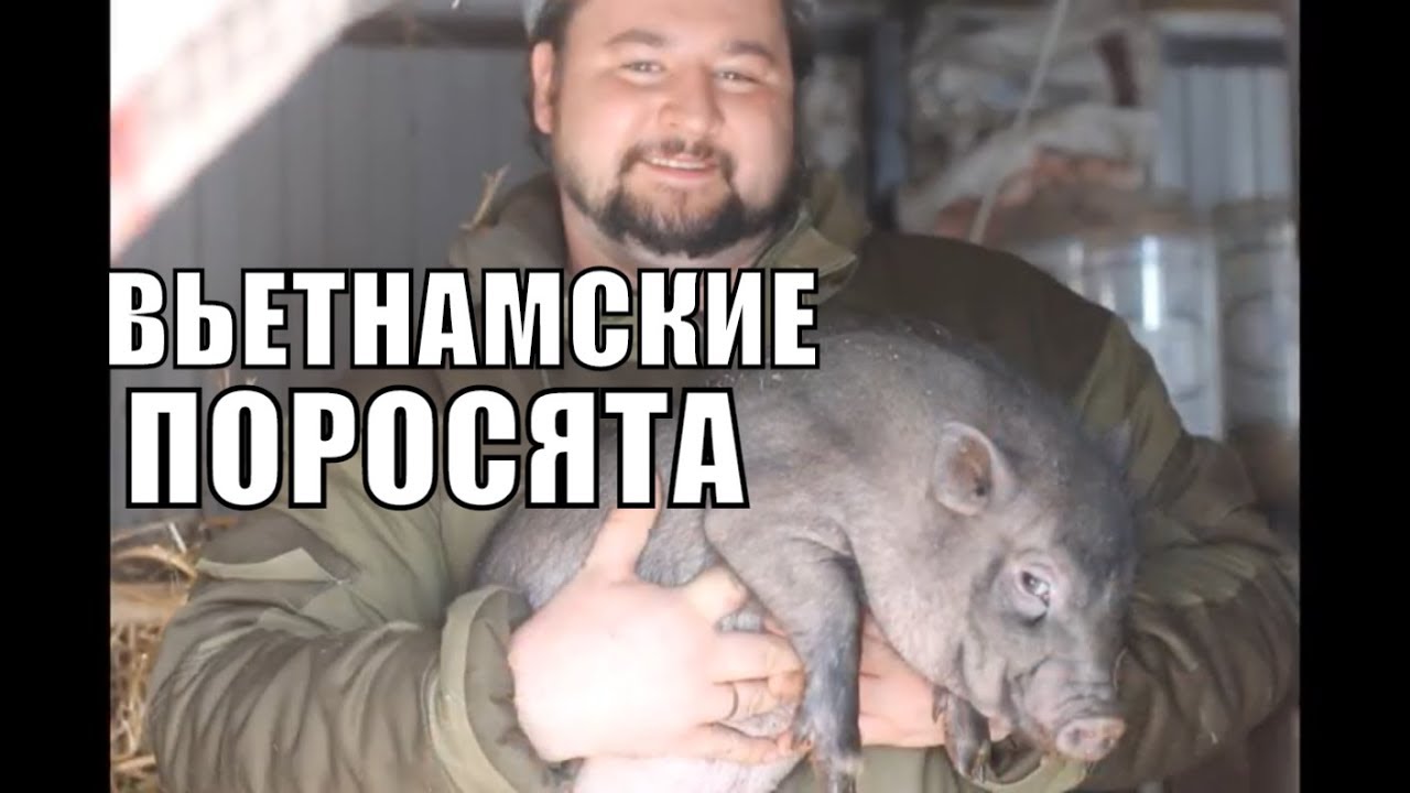 СОДЕРЖАНИЕ ВЬЕТНАМСКИХ СВИНЕЙ В НЕОТАПЛИВАЕМОМ САРАЕ