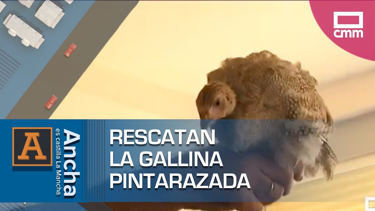 Rescatan la gallina pintarazada