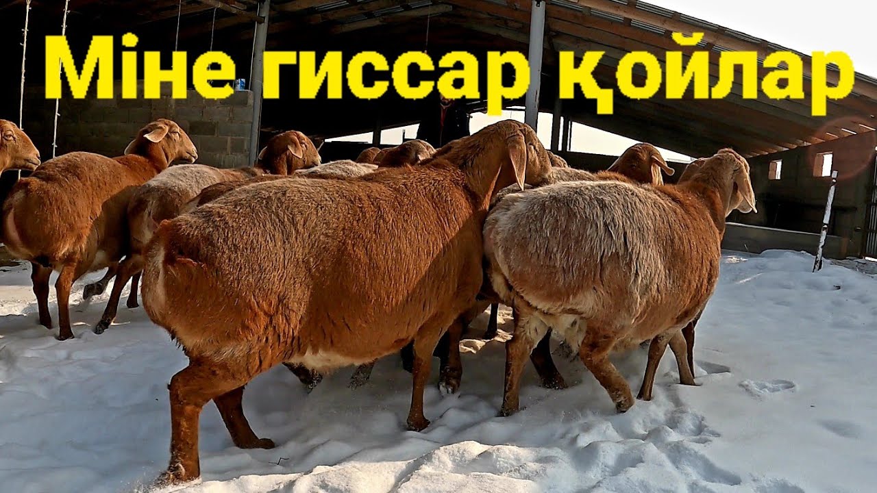 ГИССАР АРАШАН МЫҚТЫ САУЛЫҚТАР-МАУЛЕН АҒА