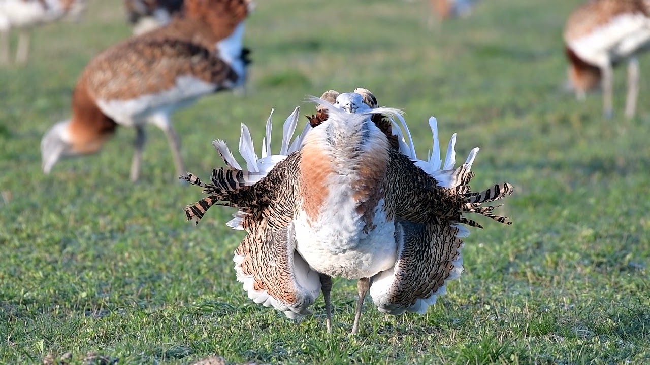 Great Bustards on Salisbury plain