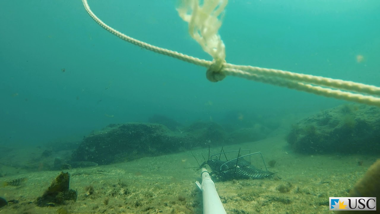 Dicky Beach Highlight Video