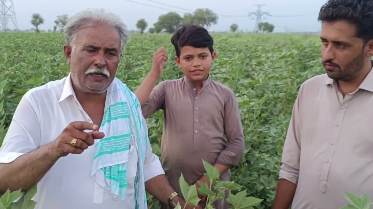cyto 2023|age 65 days|abbas farm shahdadpur|pest resistance and tention free cotton,