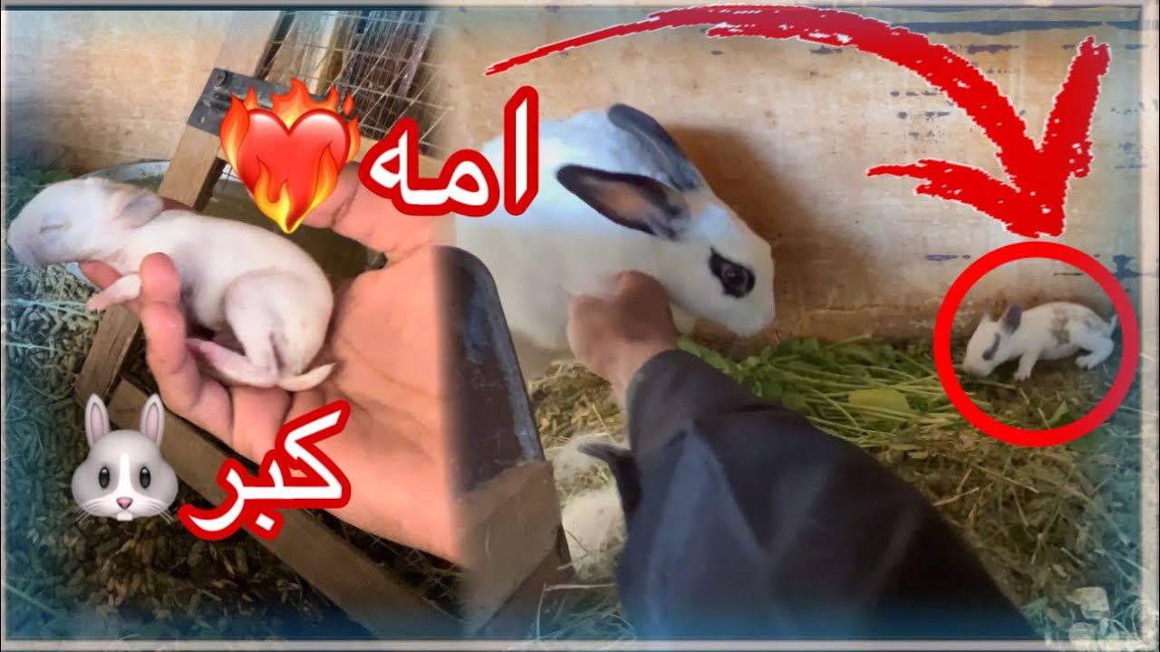 الحمام بيض 🥚 + شريت للارانب جرجير وكبرو عيالهم😂😂🐰