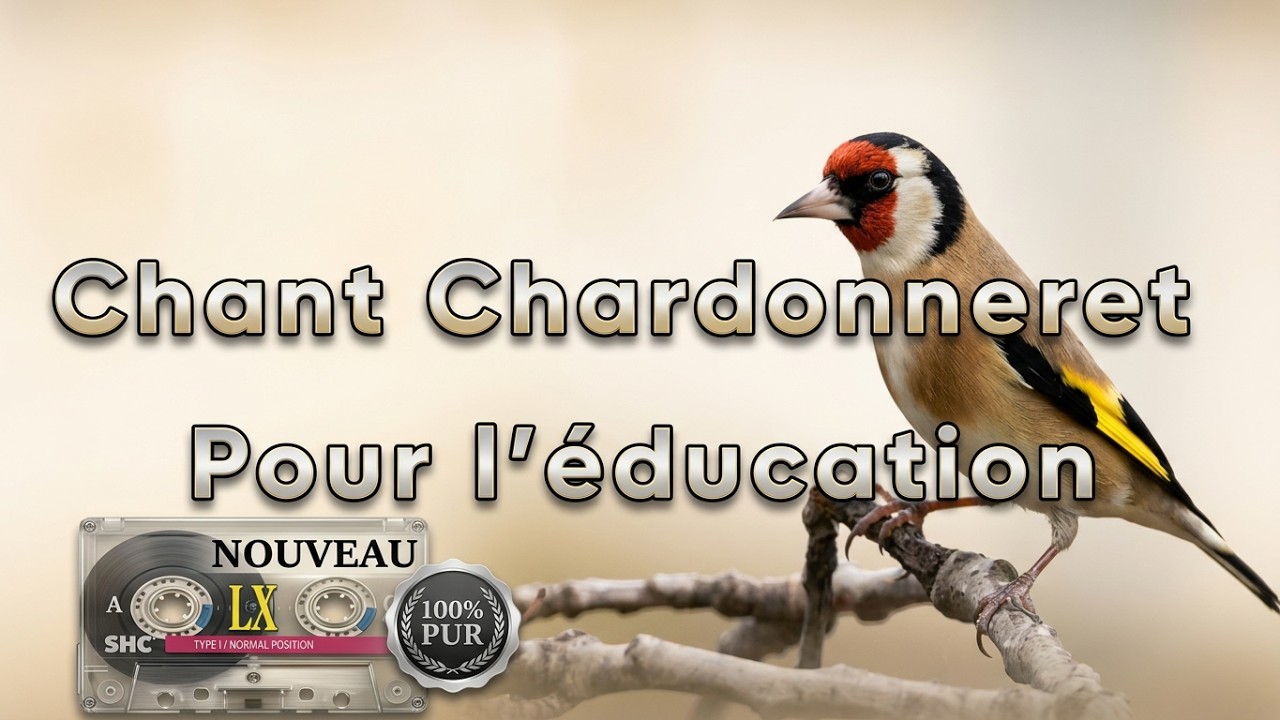 Chant Chardonneret Pour l'éducation - الاستاذ المعلم👌