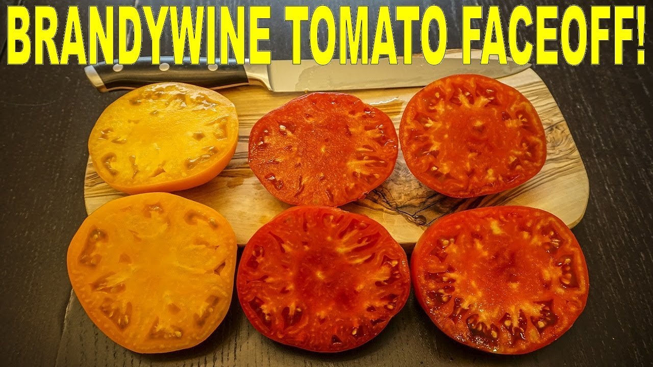 The BEST TASTING Tomato? Brandywine Pink vs Bradywine Yellow vs Brandy Boy