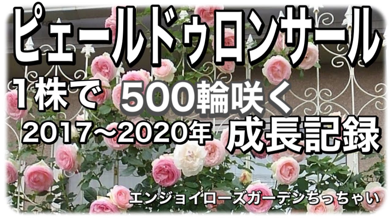 500輪以上咲くピエールドゥ ロンサールの成長記録  Growth record of Pierre de Ronsard with more than 500 flowers