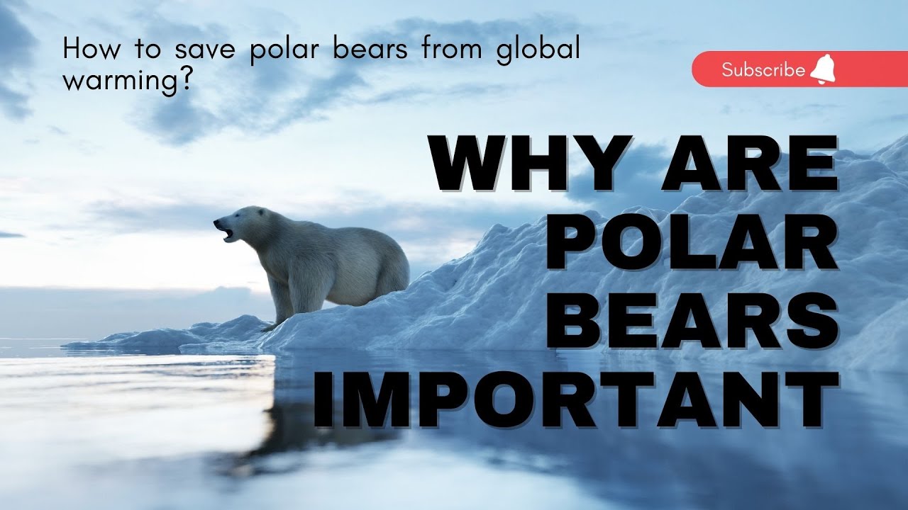 Why are polar bears important &ndash; How to save polar bears from global warming