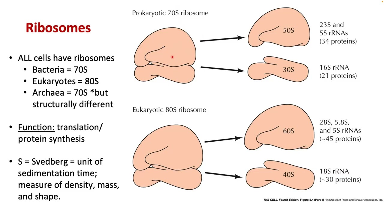 5-Microbial Eukaryotes