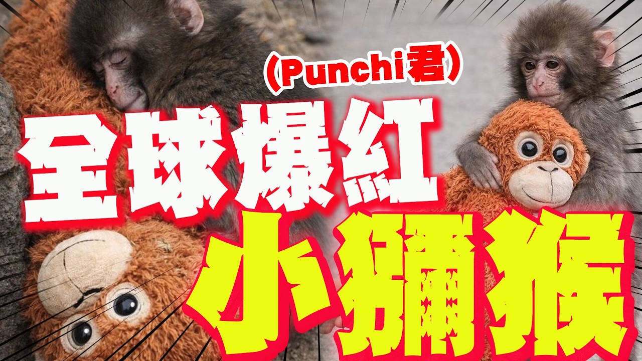 【全程字幕】日本小獼猴
