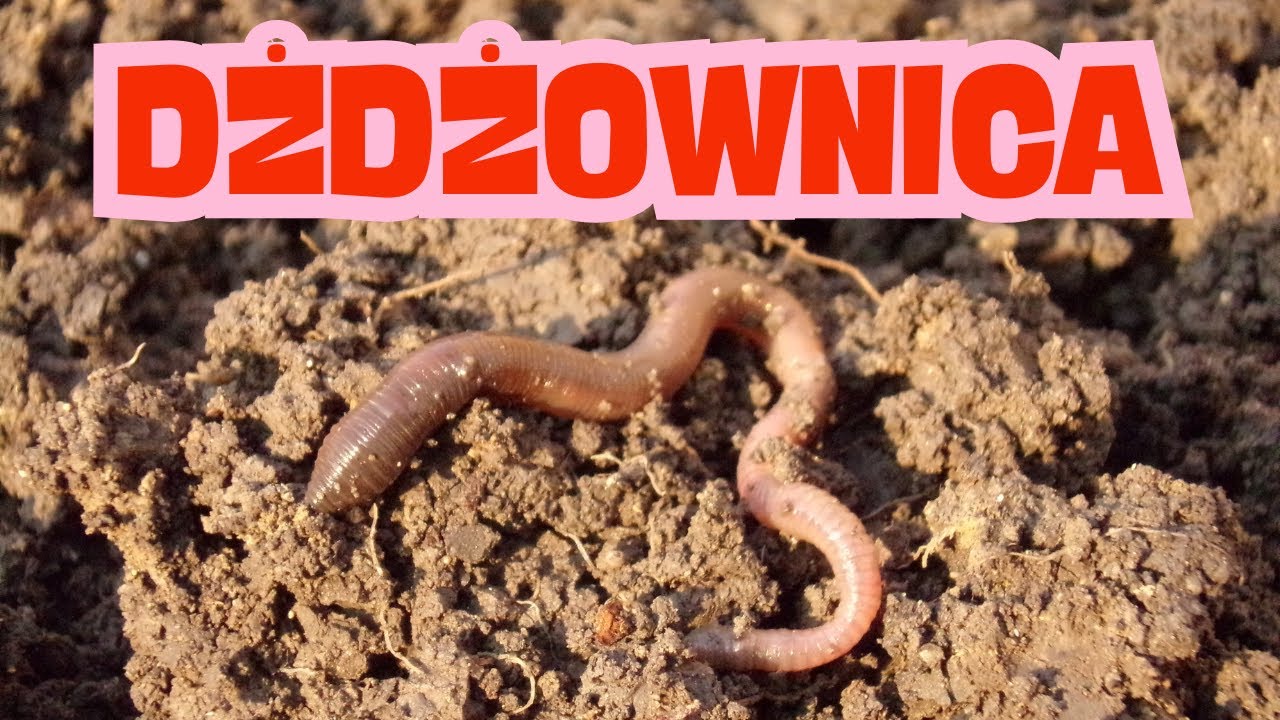 Dżdżownica – Niezwykłe sekrety pod ziemią! 🪱 Film edukacyjny 🌱