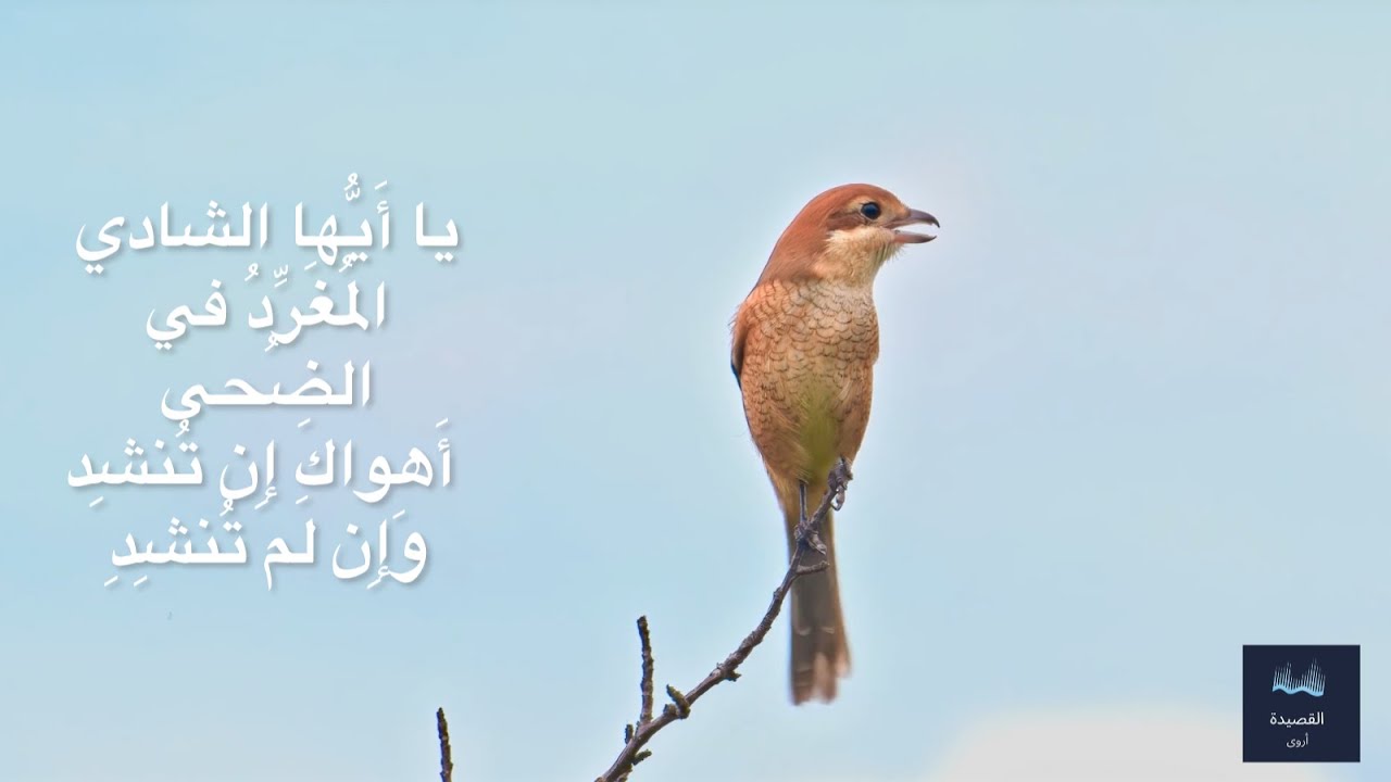 #يا أيها الشادي المغرد في الضحى - #شعر إيليا أبو ماضي - # د. أروى عبيدالله 