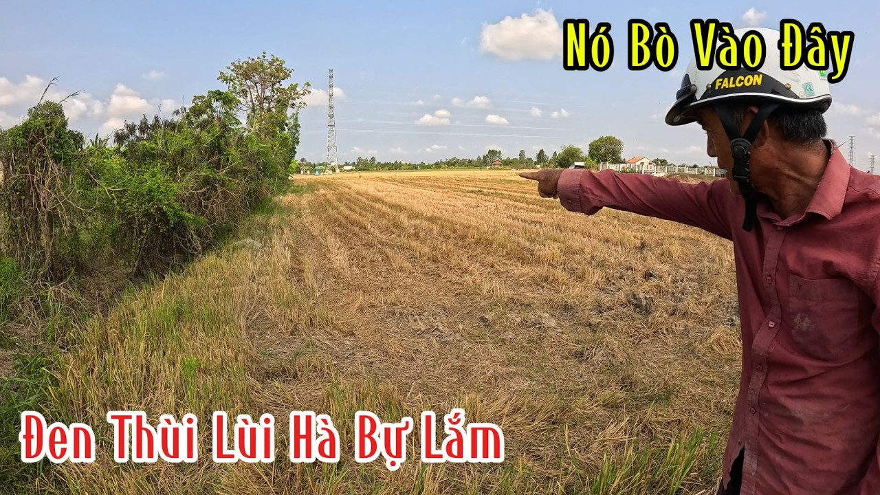 Người Đ&agrave;n &Ocirc;ng Ph&aacute;t Hiện Con Rắn Đen Thui B&ograve; V&agrave;o L&uacute;c Chiều | Mười Thương Săn Bắt