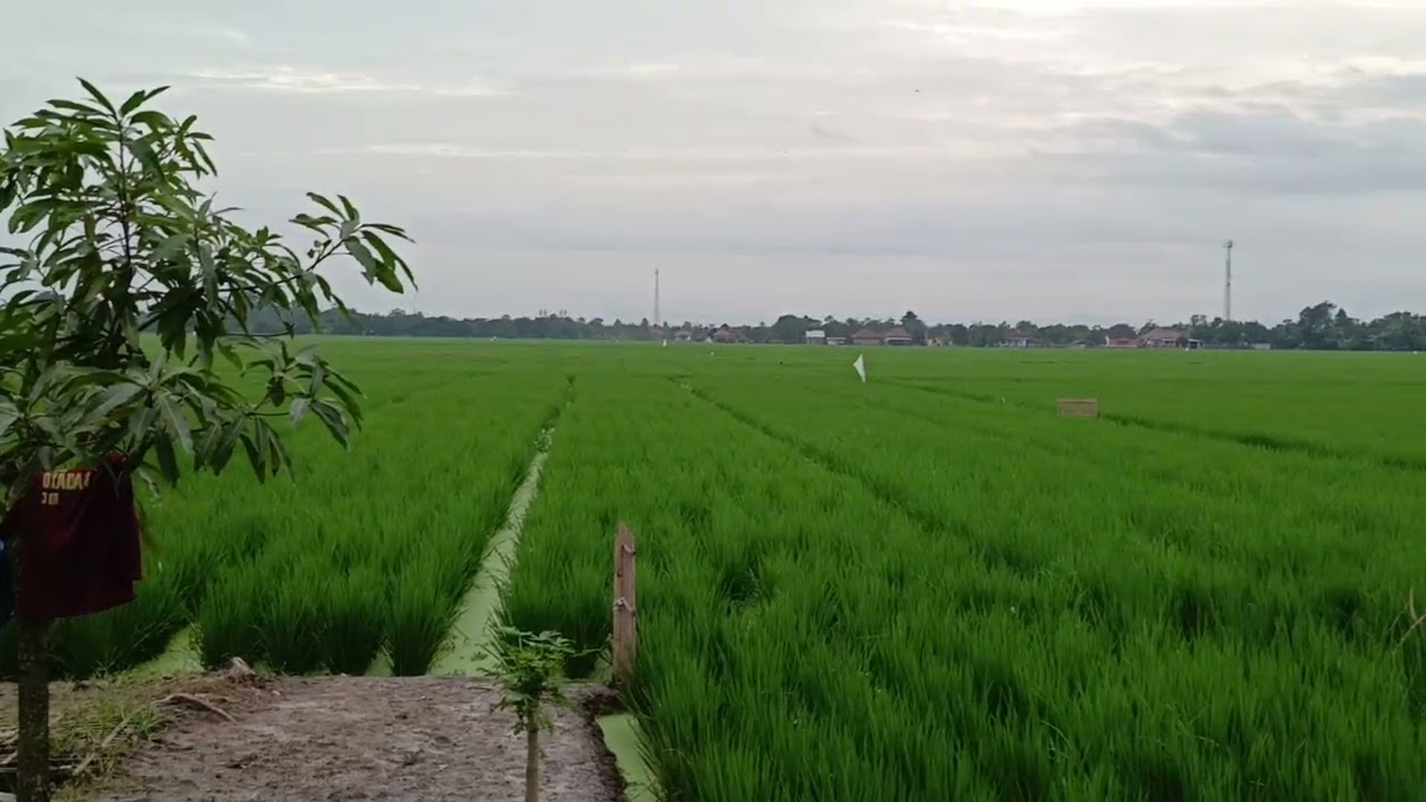 Hubungan petani dengan lahannya melebihi bahasa kata-kata dan kesunyian alam,