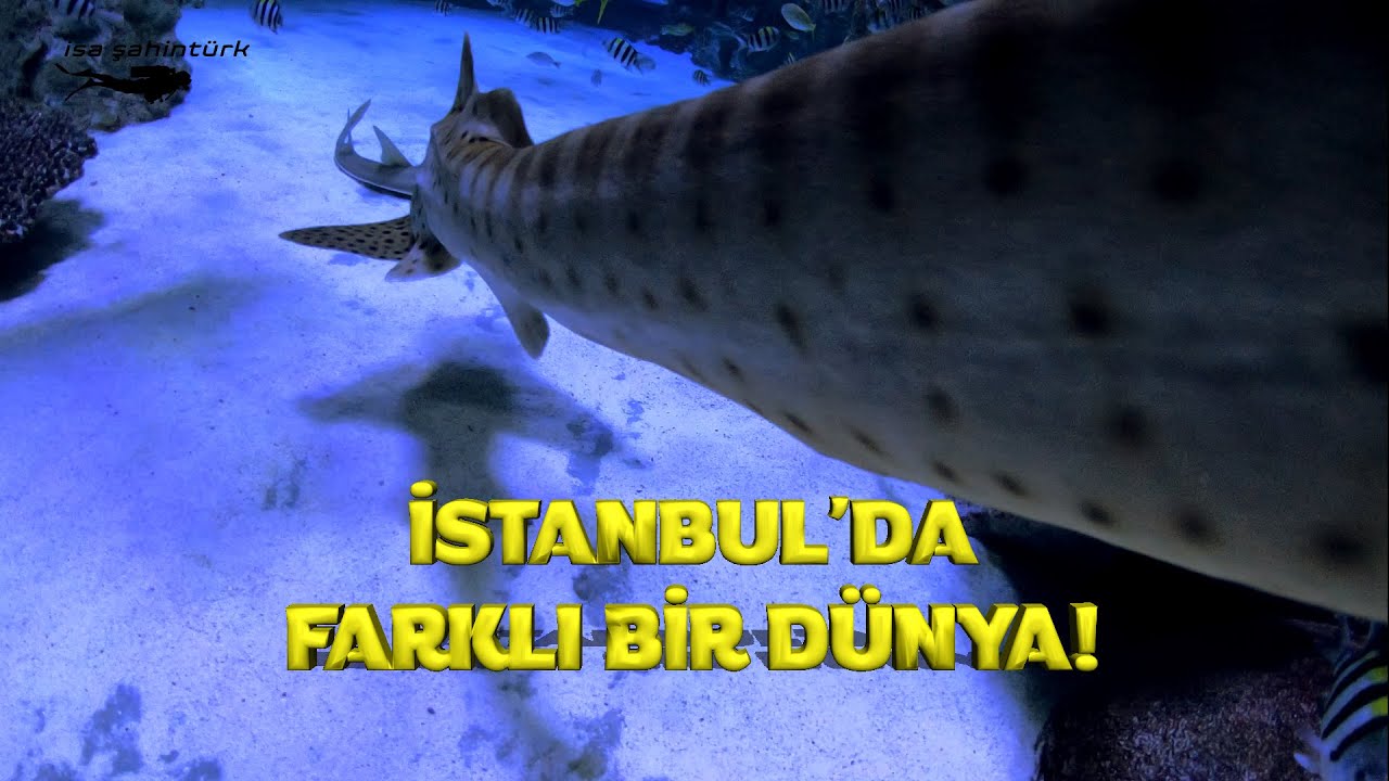 İstanbul'da Farklı Bir Dünya! (Anlatımlı)