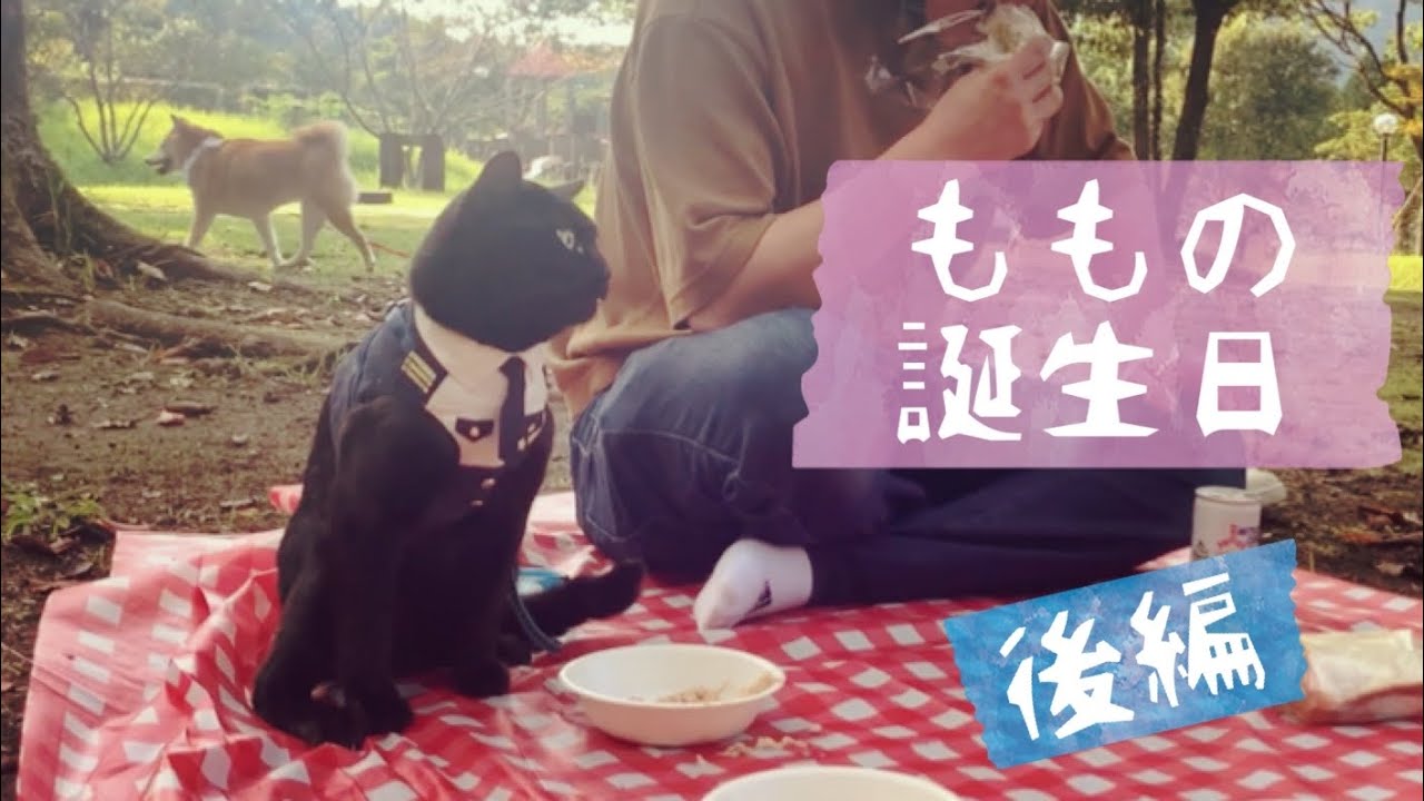 みんながソワソワする中、のんきに食事を続ける猫　We took my dog and cats on a picnic
