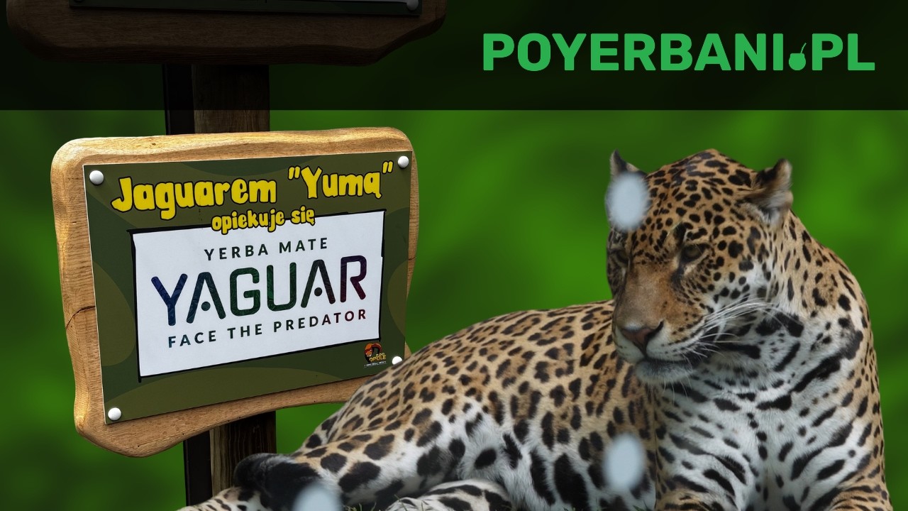 Yaguar Yerba &ndash; yerba mate i jaguar Yuma w Opolskim ZOO!