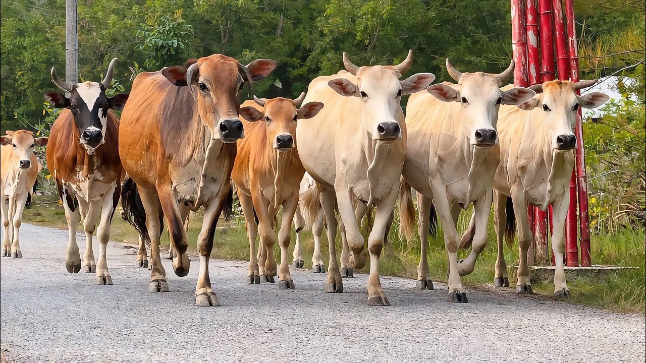 Kawanan sapi yang berlari bergegas pulang kekandang, Suara Sapi Moo, Puluhan Sapi lucu di jalanan