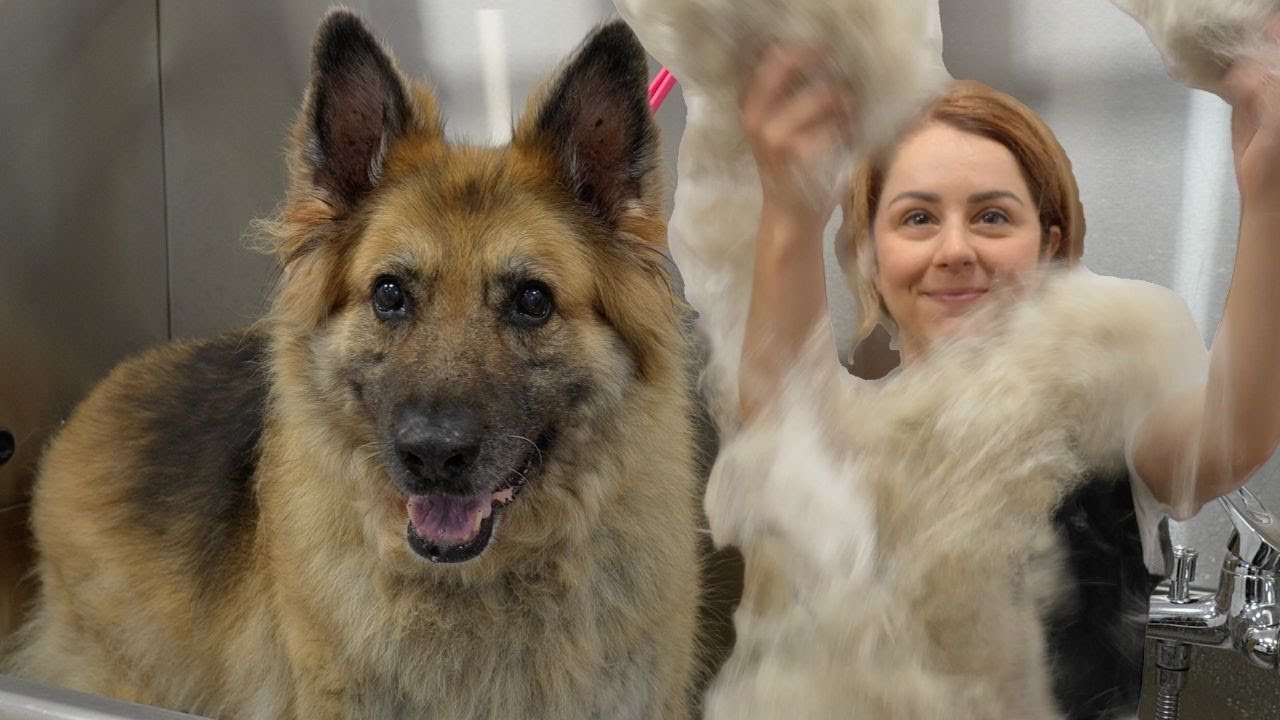 A Sweet Old Lady Gets A Furricane Blow-Out | German Shepherd Grooming