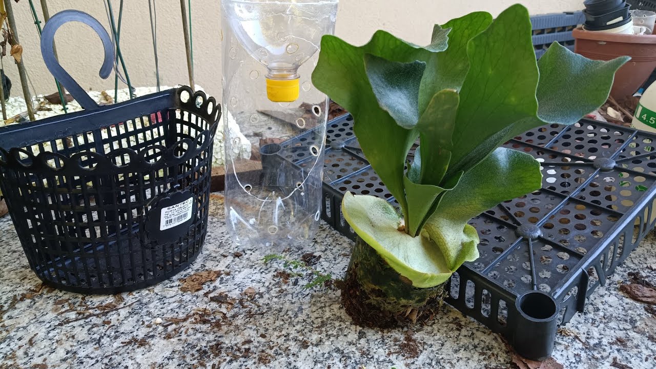 Platydeias com dúvida para plantar o Platycerium Hillii 