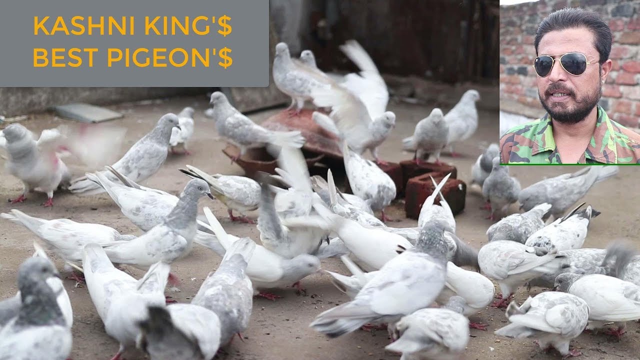 KASHNI KING KE KABOOTAR || GOLDEN KASHNI OR CHAPDAR KASHNI KABOOTAR 9827099705