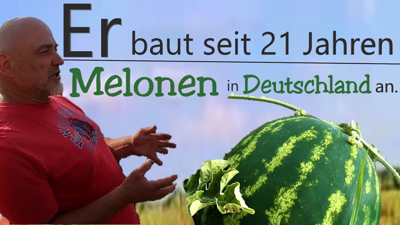 Melonen anbauen in Deutschland
