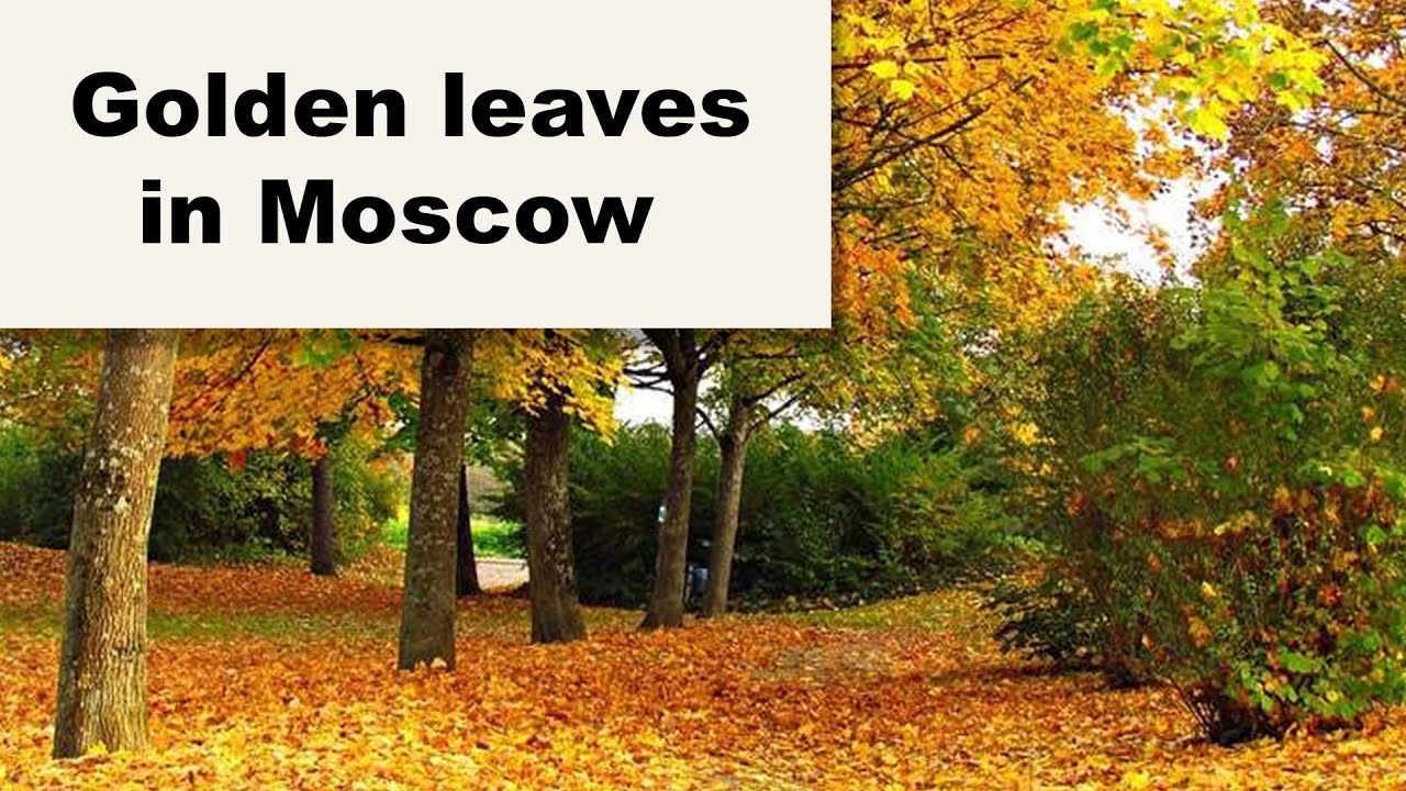 Indian Summer in Moscow. Autumn leaves drift by my window