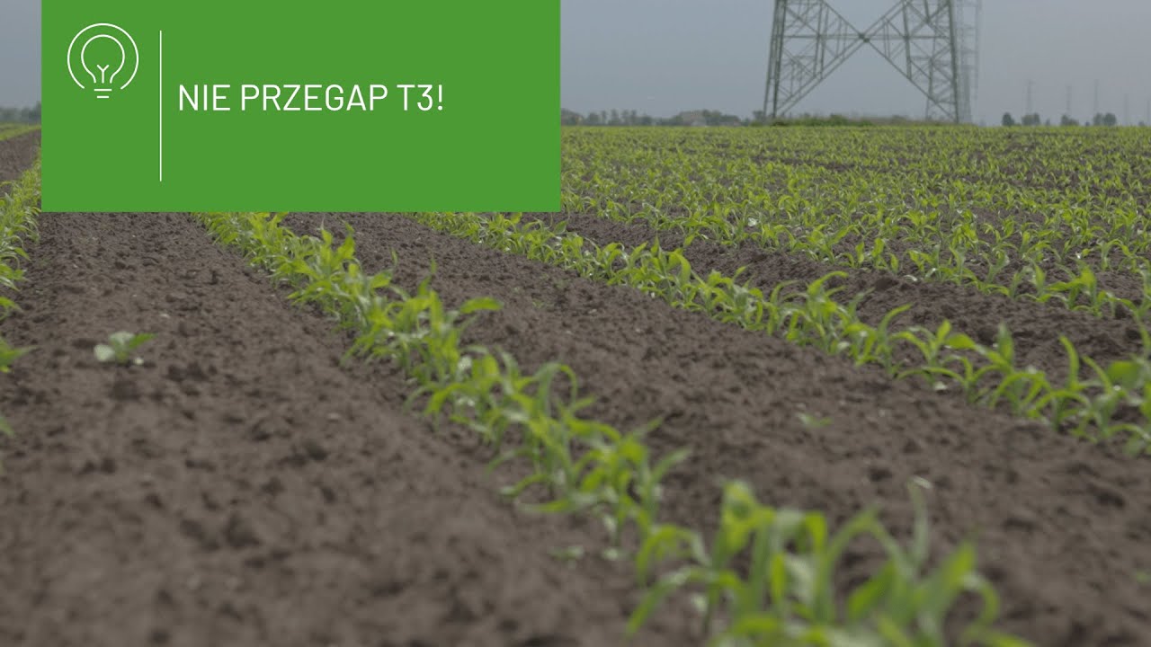 📌  Zabieg T3 w zbożach – kiedy i czym wykonać oprysk? Praktyczne porady dla rolników 🧑‍🌾