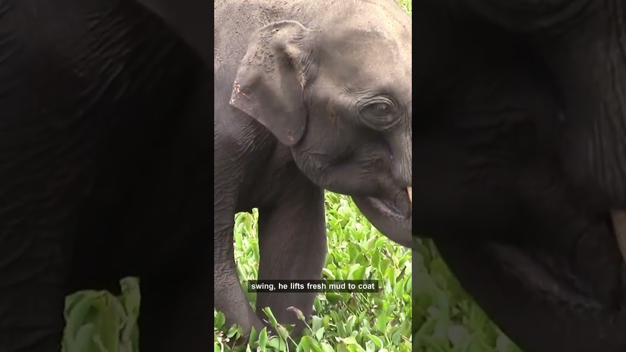 Baby Elephant's Pure Joy Epic Mud Spa Ritual Will Melt Your Heart!