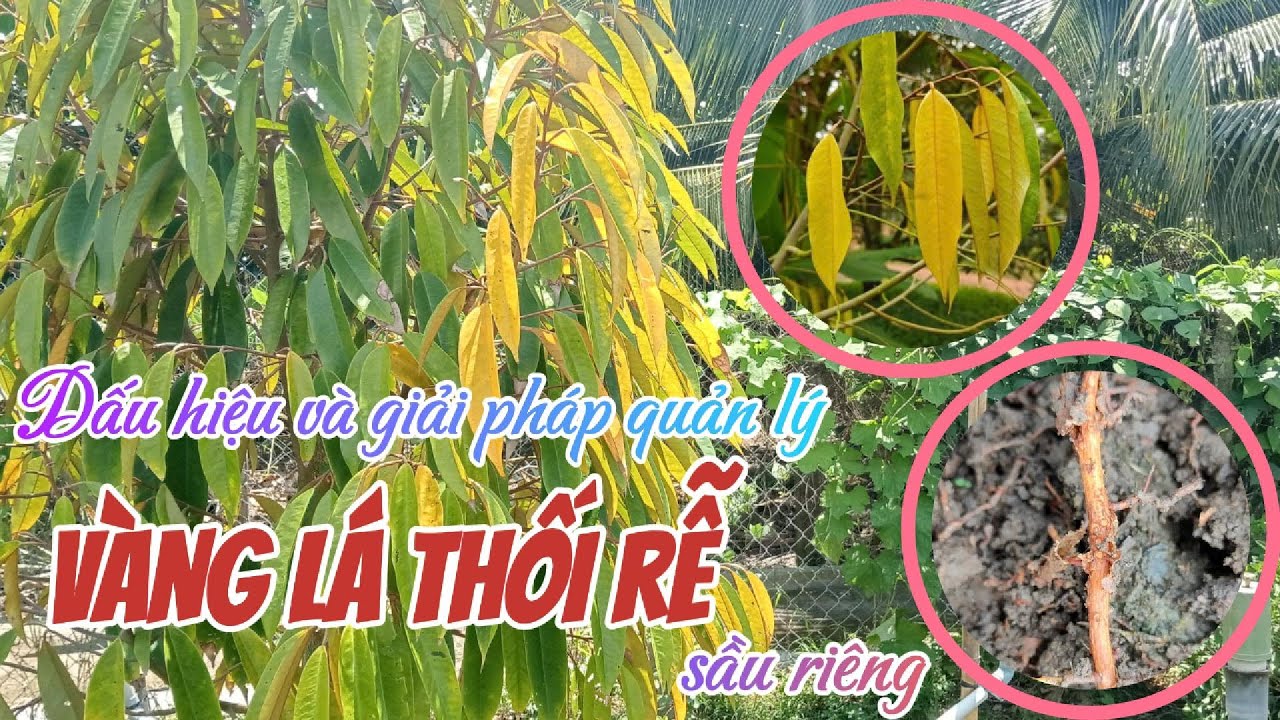 Bệnh vàng lá thối rễ – dấu hiệu và giải pháp quản lý hiệu quả | Hai Lúa Vàng
