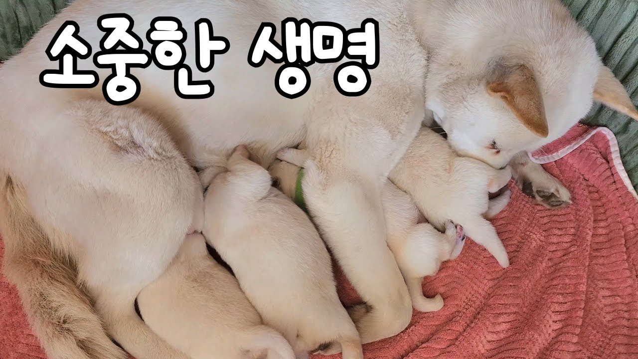백희 출산했습니다!!!