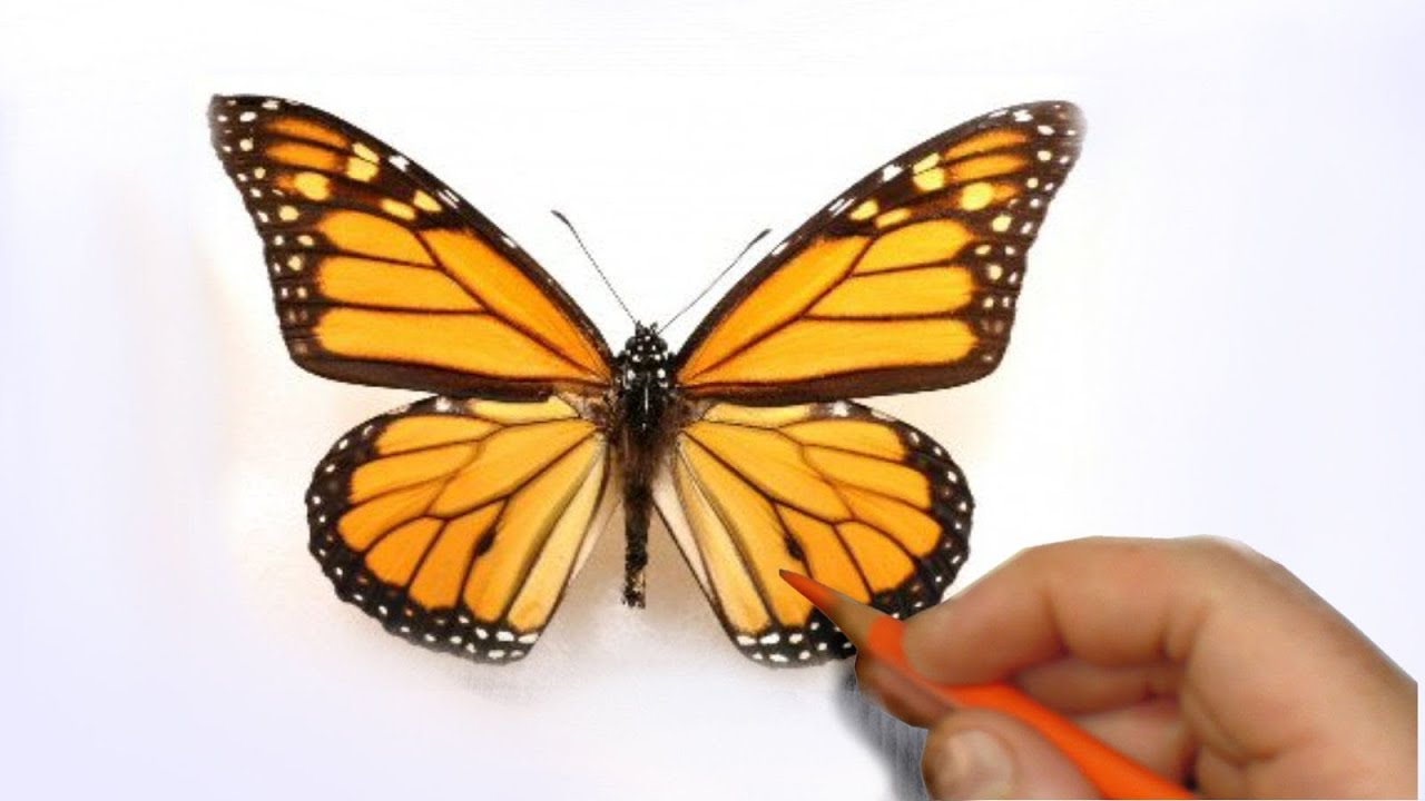 How to Illustrate a Realistic Butterfly That Will Flutter Off of The Paper